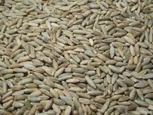 Organic to the Root Rye Grain - 500g