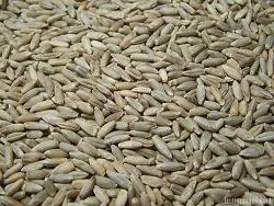 Organic to the Root Rye Grain - 500g