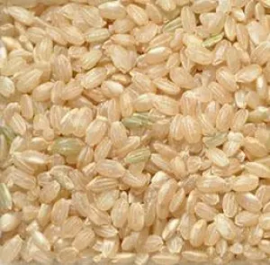 Organic to the Root Short Grain Brown Rice